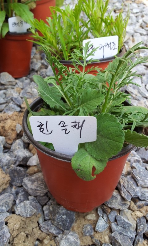 cafe0928214535.jpg