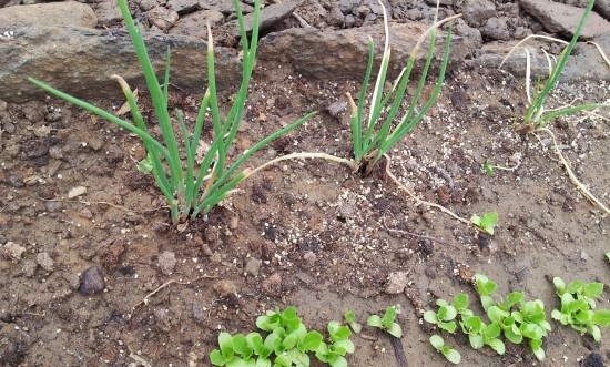 farm1002130205.jpg