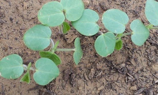 farm1002130208.jpg
