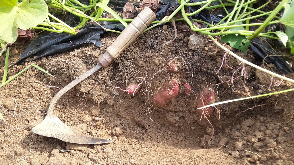 farm1002160462.jpg