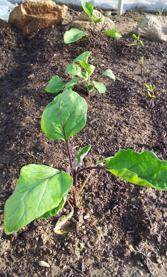 farm1002130228.jpg