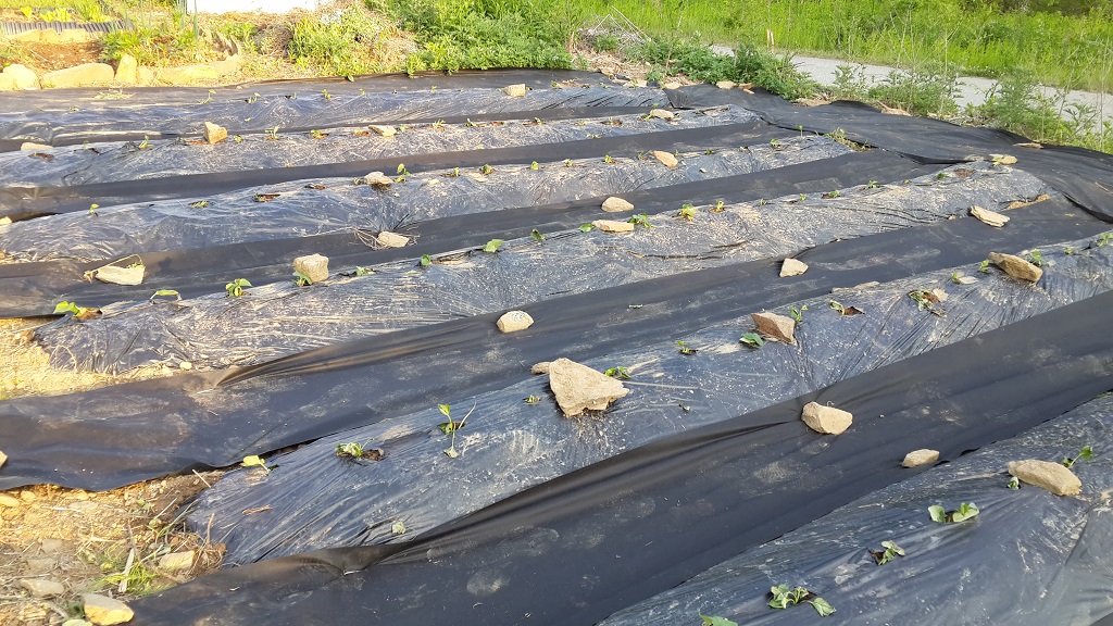 farm1002160472.jpg
