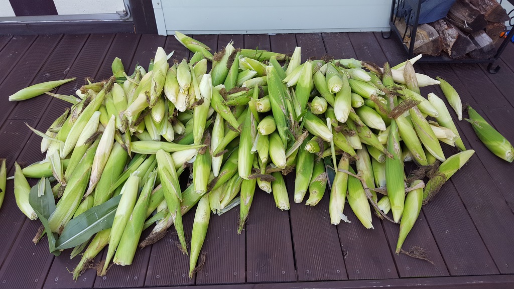 farm1002163674.jpg