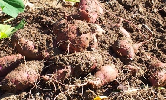 farm1002130292.jpg