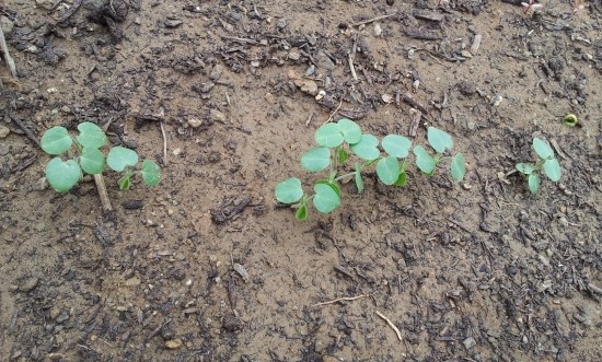 farm1002130209.jpg