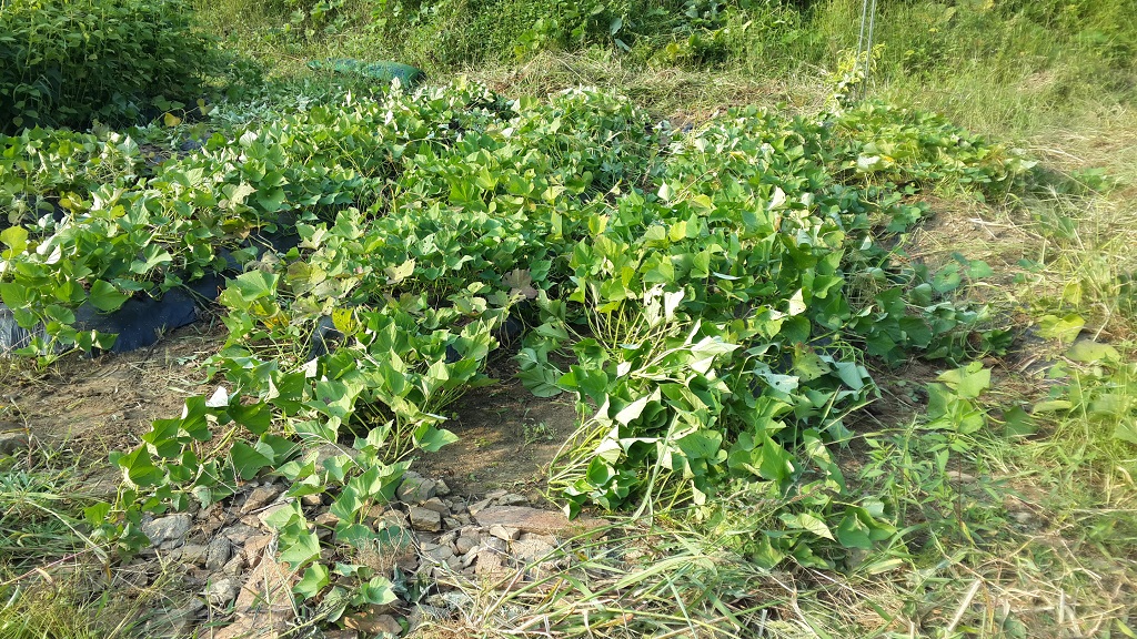 farm1002160461.jpg