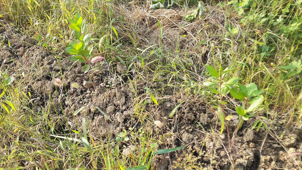 farm1002160464.jpg