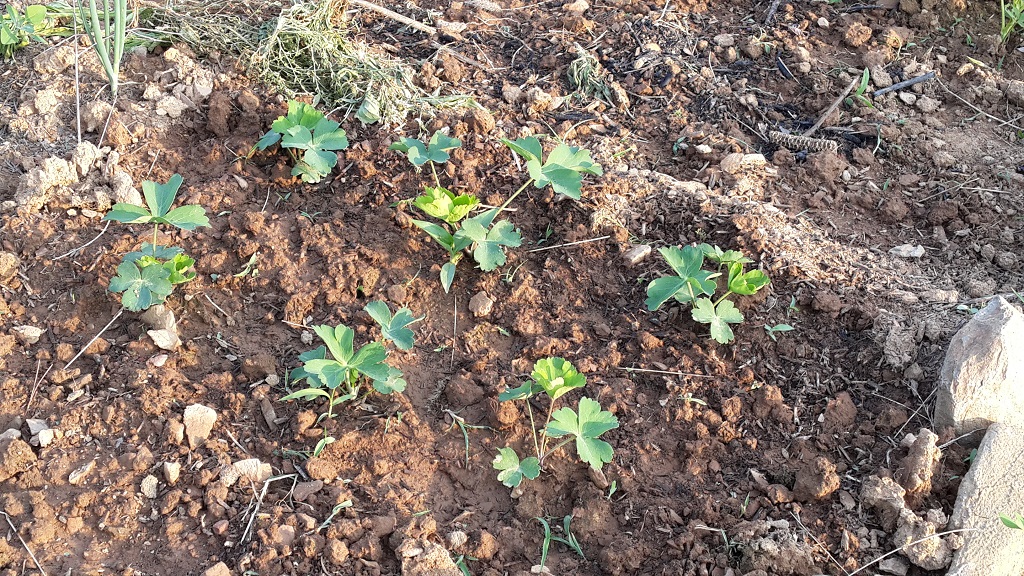 farm1002160474.jpg