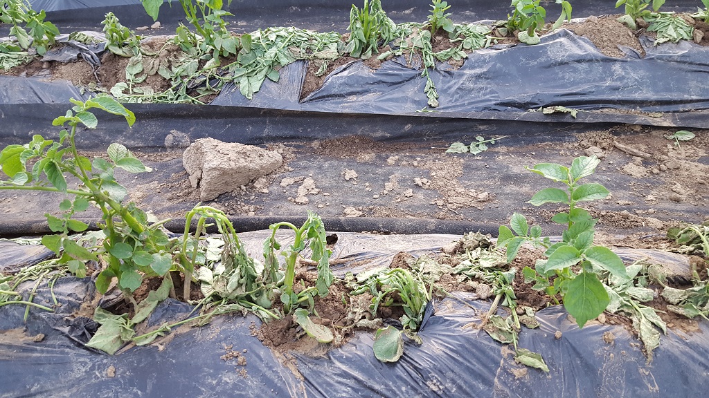 farm1002163644.jpg
