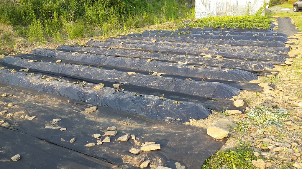 farm1002160471.jpg