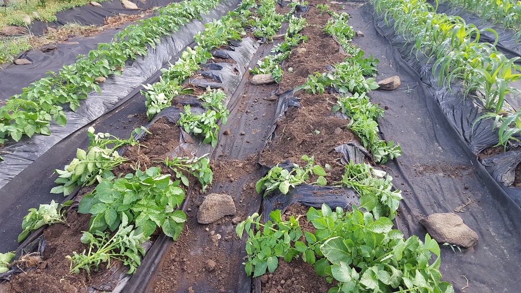 farm1002163641.jpg