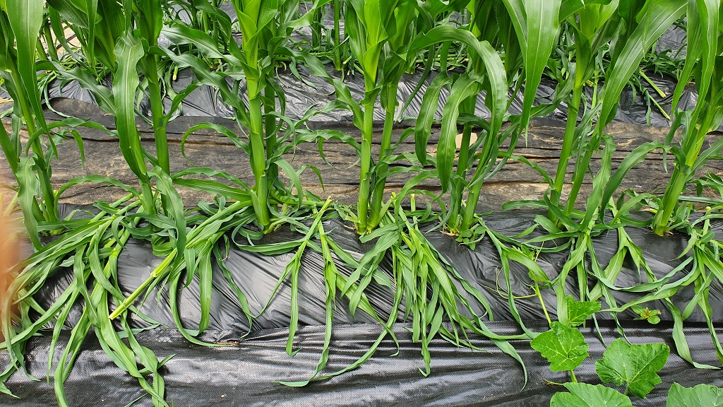 farm1002210963.jpg