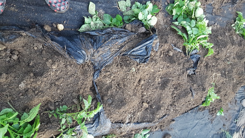 farm1002163642.jpg