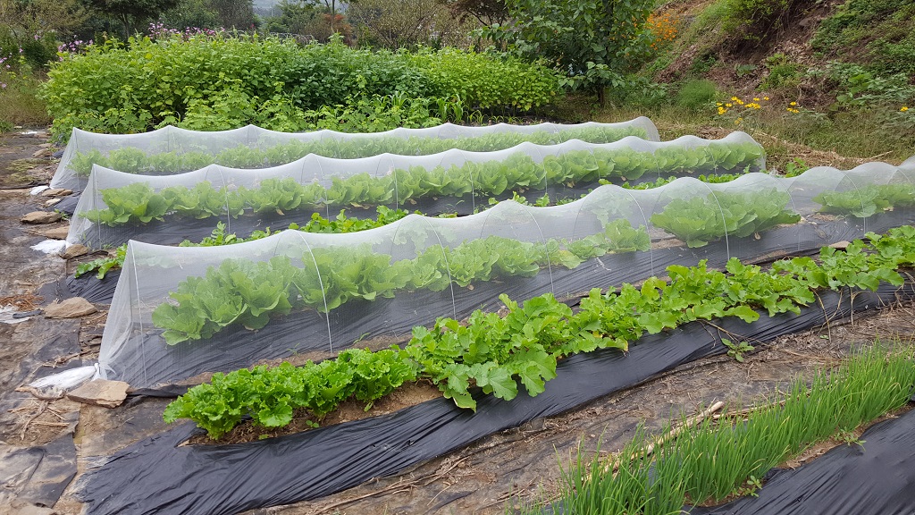 farm1002163697.jpg