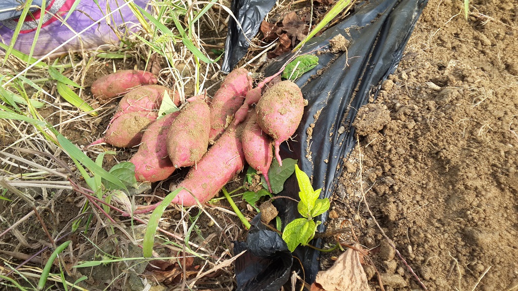farm1002160463.jpg
