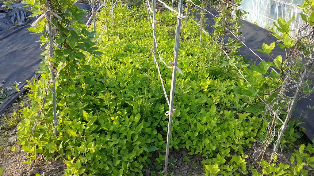 farm1002160475.jpg