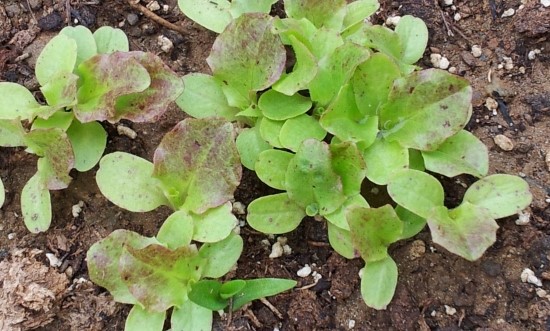farm1002130203.jpg