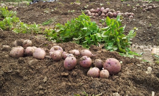 farm1002130276.jpg