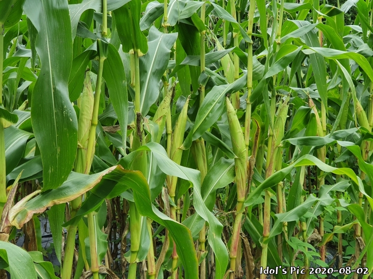 farm1002213911.jpg