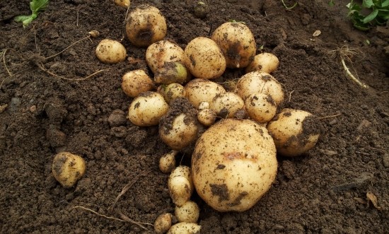 farm1002130274.jpg