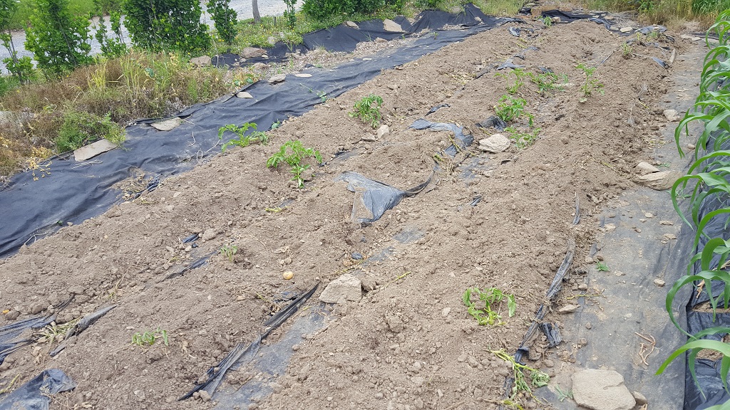 farm1002163651.jpg