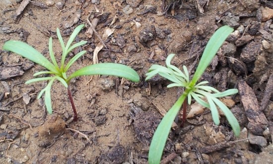 farm1002130207.jpg