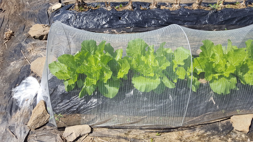 farm1002163696.jpg