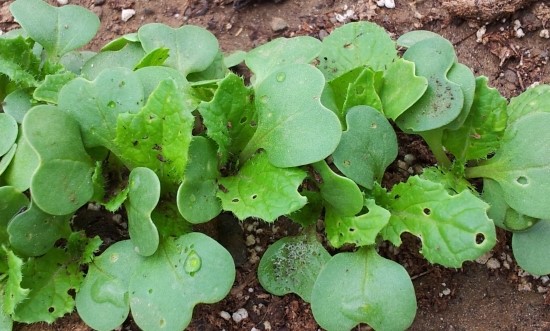 farm1002130204.jpg