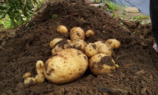 farm1002130273.jpg