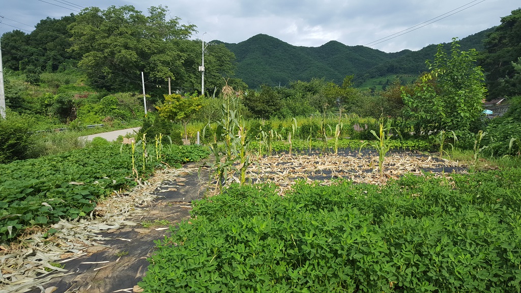 farm1002163675.jpg
