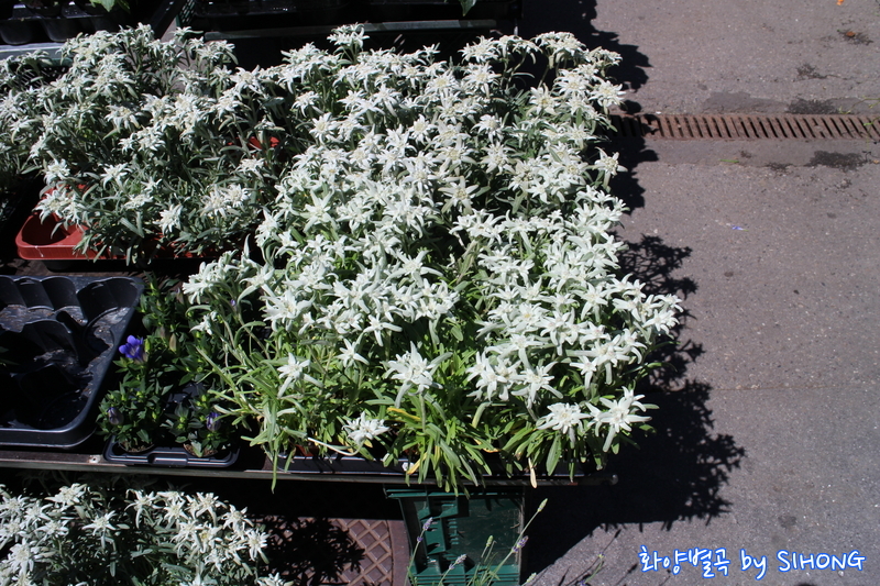 IMG_0973.JPG