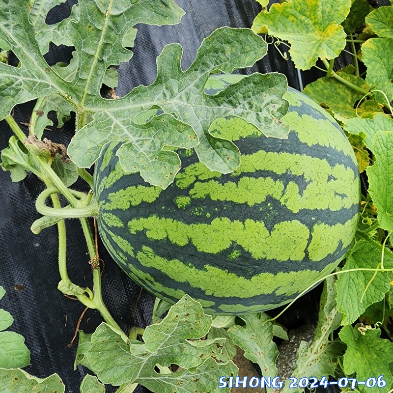 20240706_131131.jpg