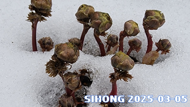 20250305_090910.jpg