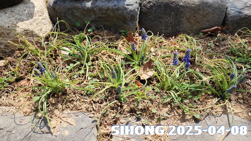 20250408_125709.jpg