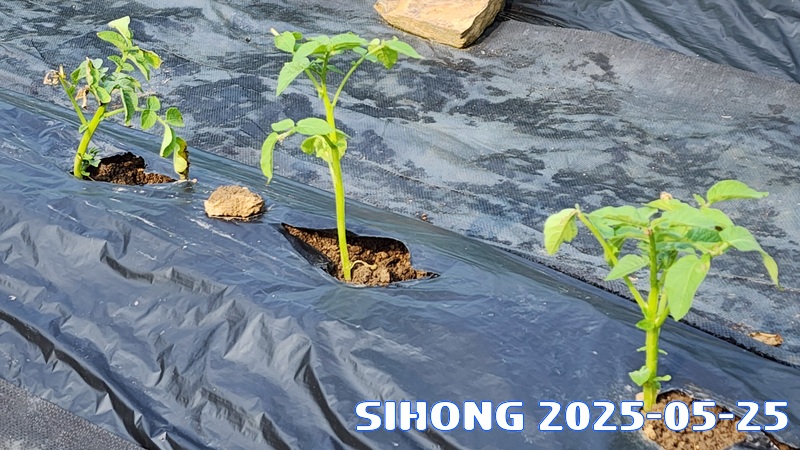 20250525_084602.jpg