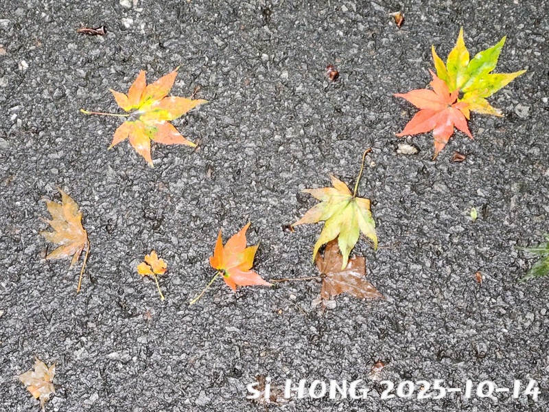 20251014_133902.jpg