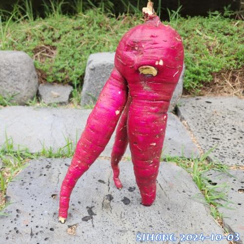 삼족 고구마