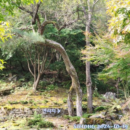 연리지