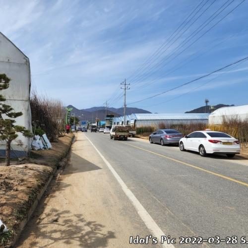 이원 묘목시장 가다