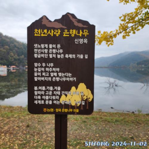 천년사랑 은행나무