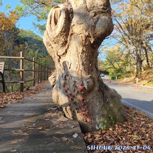 나도 단풍